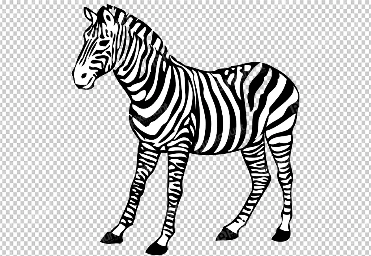 Free Premium PNG Zebra was standing right side view