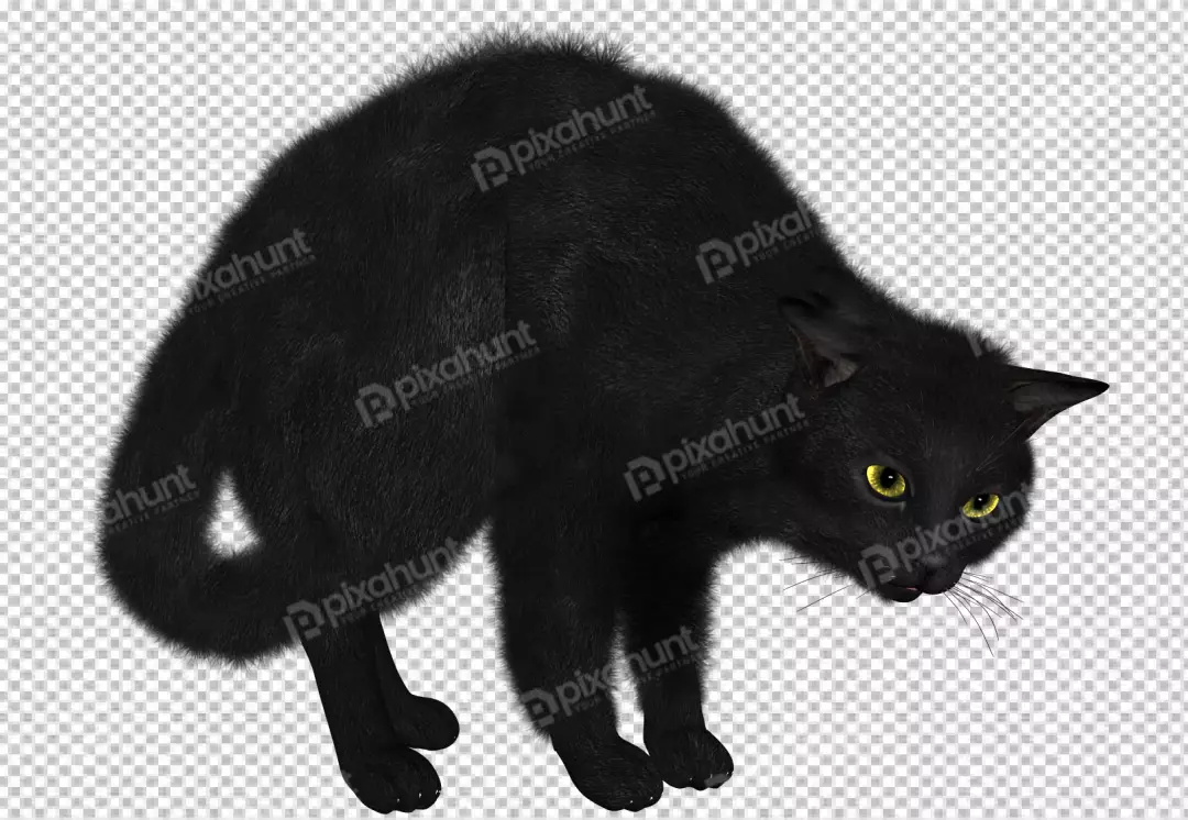 Free Premium PNG Norwegian Forest cat