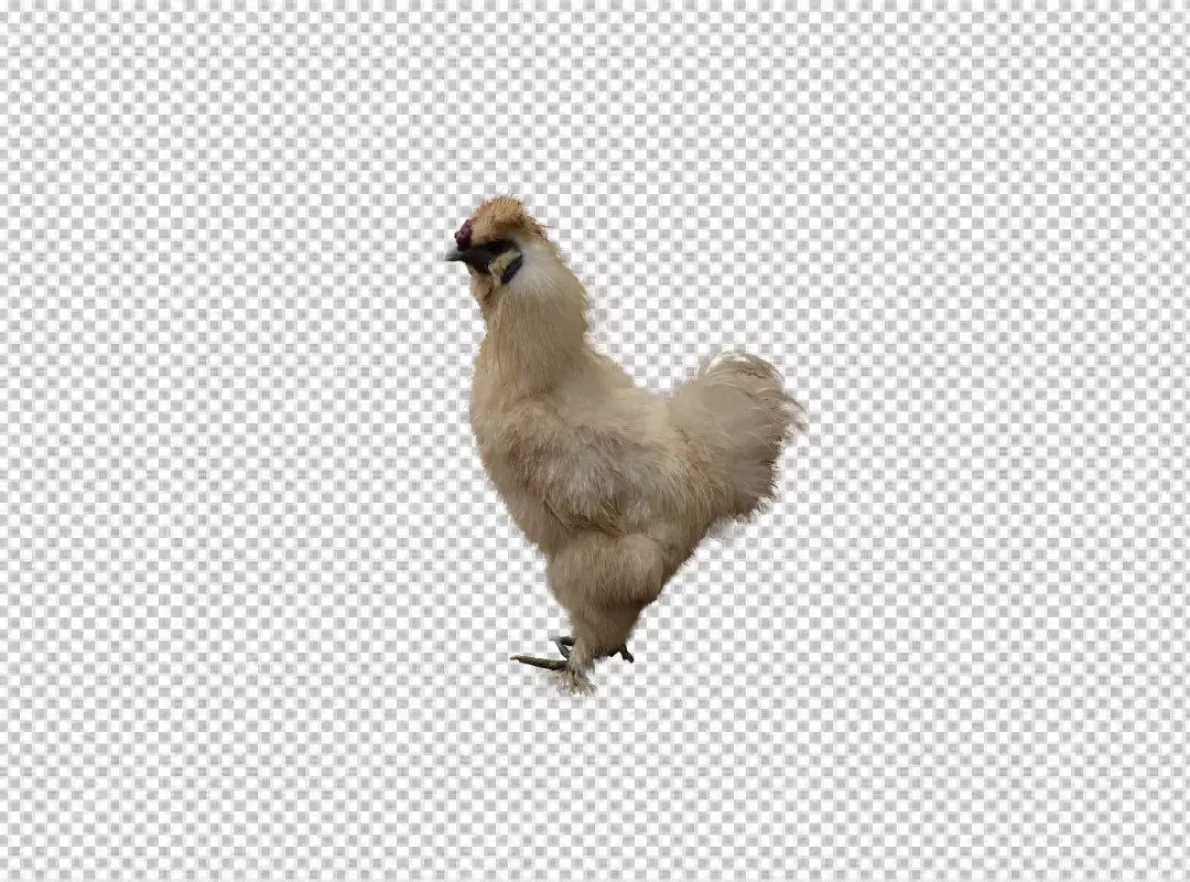 Free Premium PNG Close up on beautiful chicken