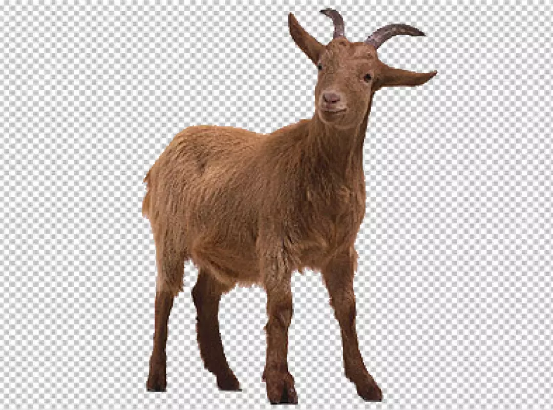 Free Premium PNG Portrait of a brown goat with horns resting on the farm