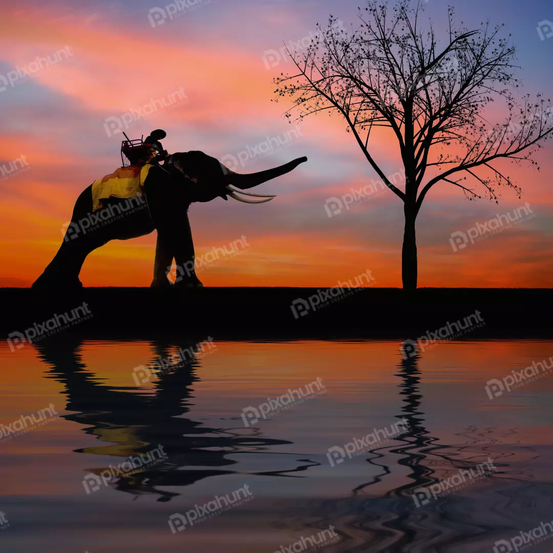 Free Premium Stock Photos A silhouette of an elephant with a mahout on its back, walking in front of a tree