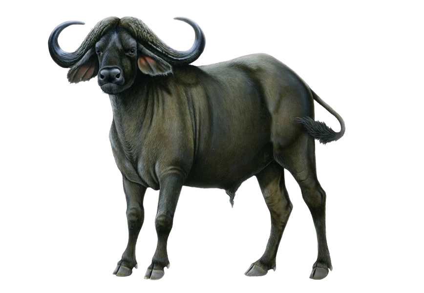 Free Premium PNG Buffalo Transparent Background Png