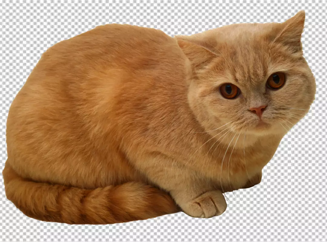 Free Premium PNG Cat Relaxing Isolated on Transparent Background