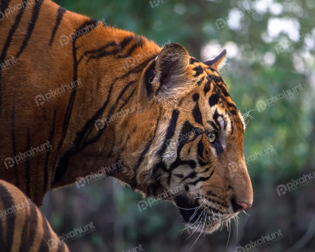 Free Premium Stock Photos Tiger face close short