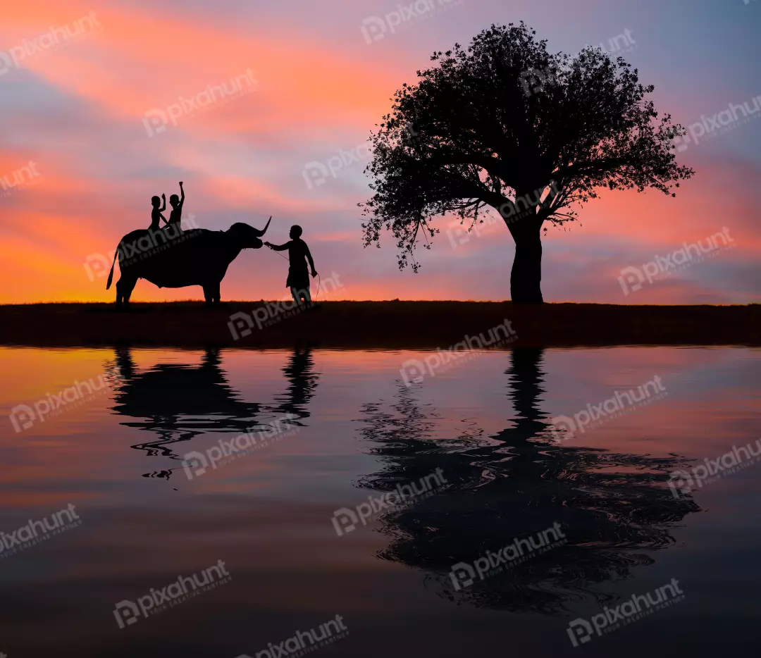 Free Premium Stock Photos A silhouette of a person riding an Cow