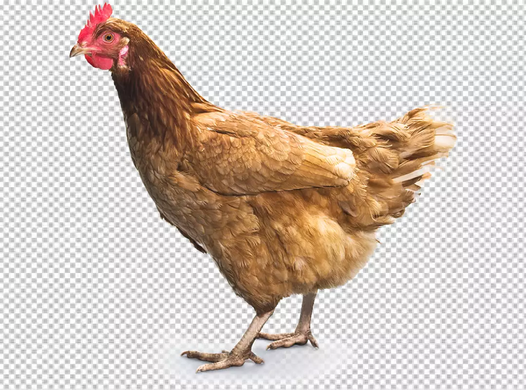 Free Premium PNG Majestic rooster standing in a farm PNG