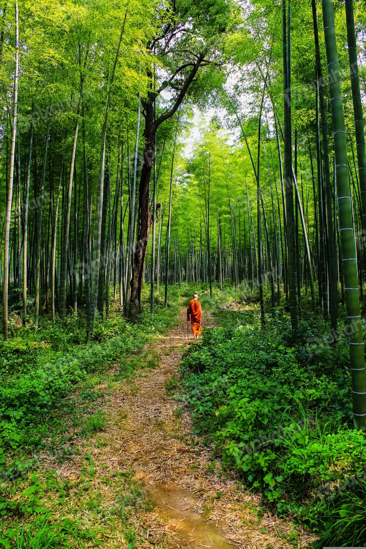 Free Premium Stock Photos Buddhist taken from a slightly low angle, looking up at a monk walking away from the camera