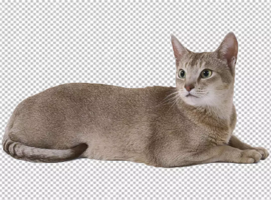 Free Premium PNG White Cat isolated on transparent background