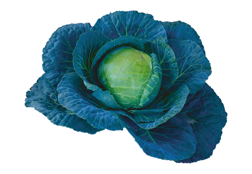 Free Premium PNG Green cabbage vegetable isolated transparent background 