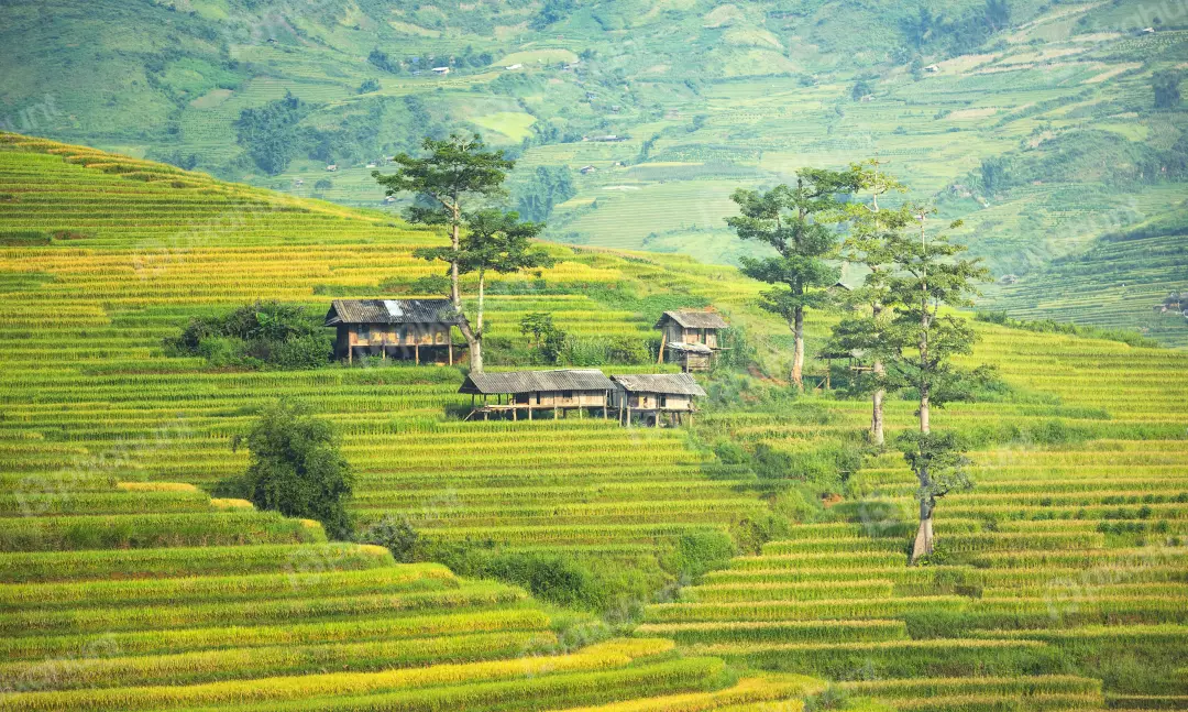 Free Premium Stock Photos A valley with rice terraces and terraces are built along the contours of the hills with they create a stunning visual effect