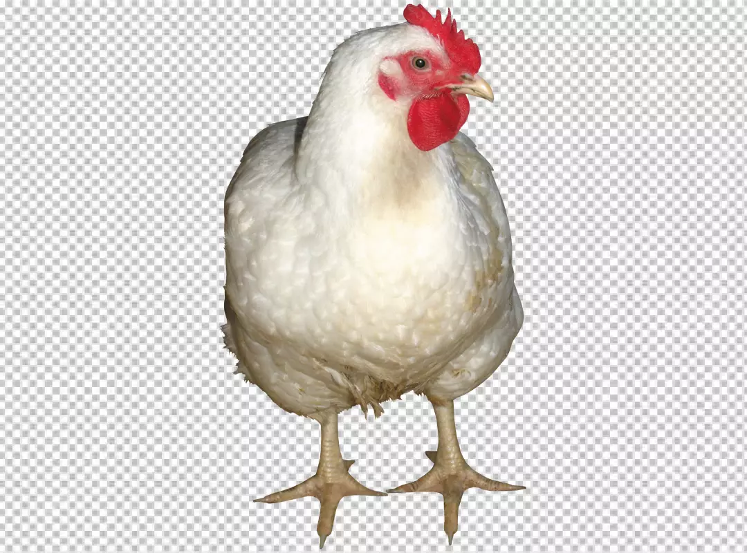 Free Premium PNG Hen on transparent background PNG