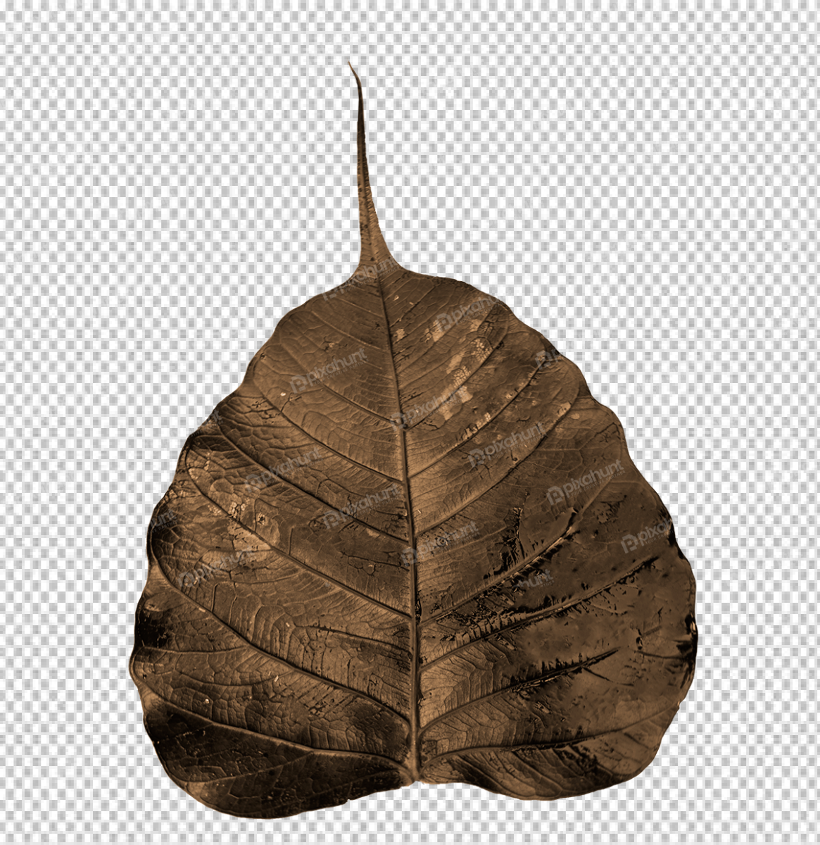 Free Premium PNG skeleton leaf pho dried 