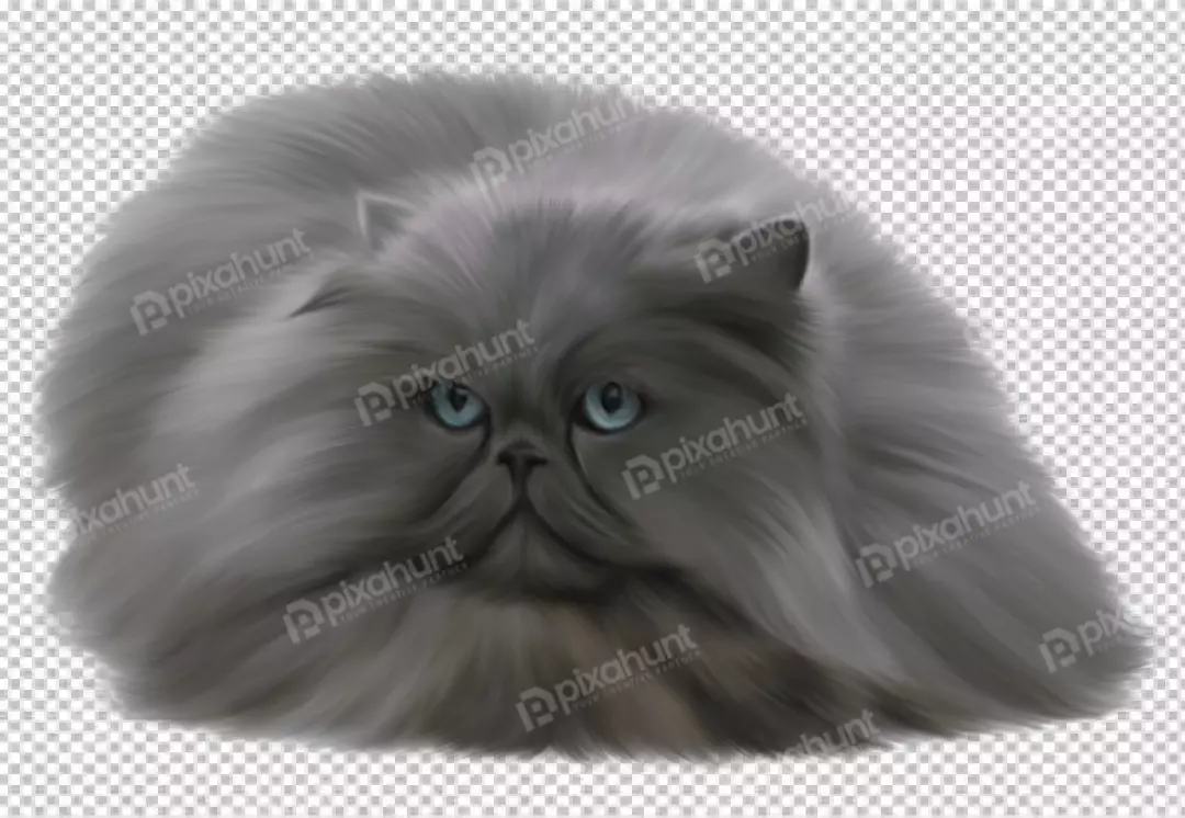 Free Premium PNG Big size cat transparent background 