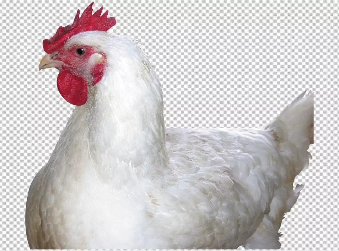 Free Premium PNG A white color Chicken transparent background 