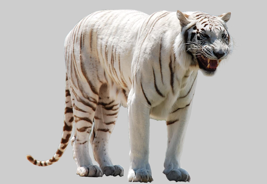 Free Premium PNG The white tiger of the Sundarbans of Bangladesh is walking on its own