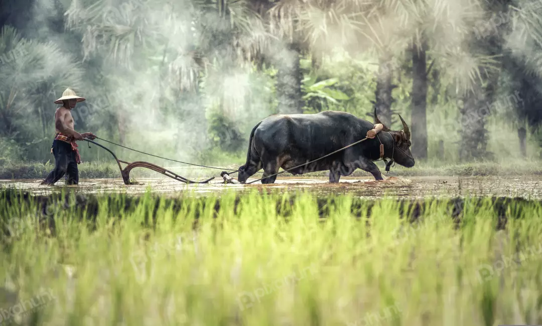 Free Premium Stock Photos Farmer plowing a field with a water buffalo and walking behind the plow holding the plow handles