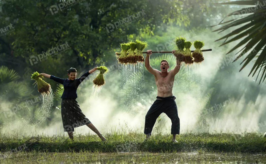 Free Premium Stock Photos A man and a woman working in a rice field and man is holding a large bundle of rice seedlings in his arms and the woman is holding a smaller bundle in her arms