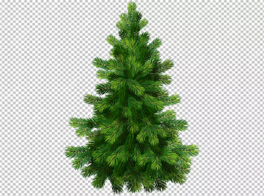 Free Premium PNG Set of christmas tree on transparent BG