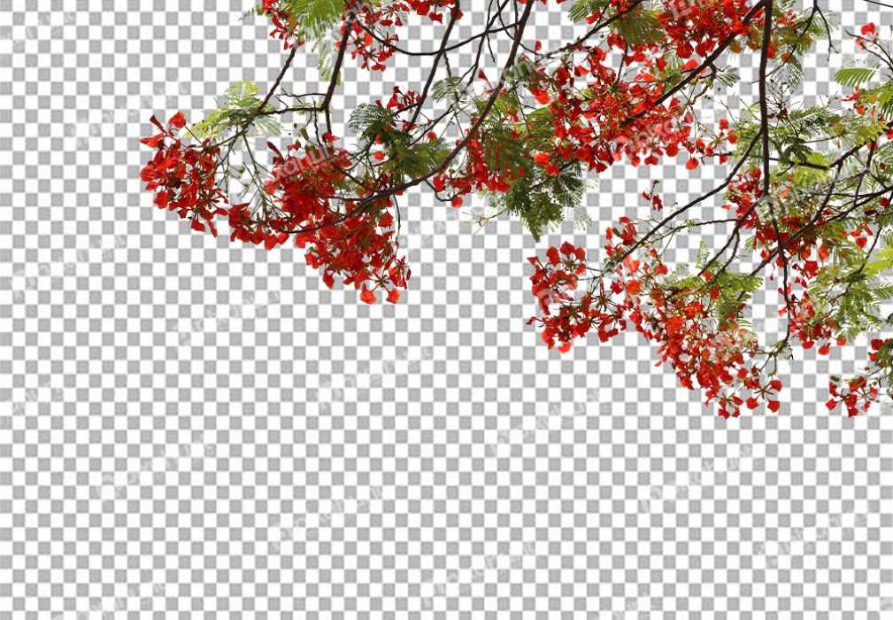 Free Premium PNG Krishnochura transparent background