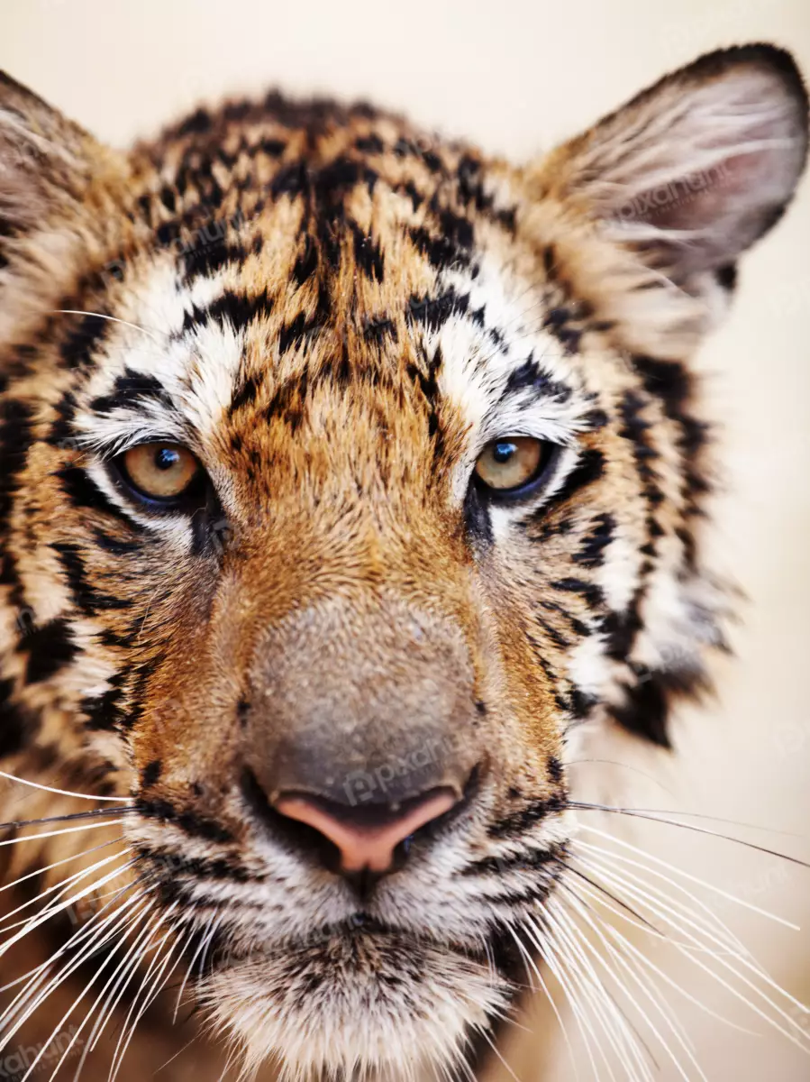 Free Premium Stock Photos Tiger Very Close Short | Only Tiger Face