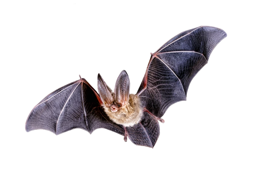 Free Premium PNG fluffy black bat