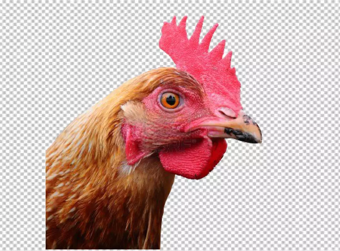 Free Premium PNG Chicken head transparent background 