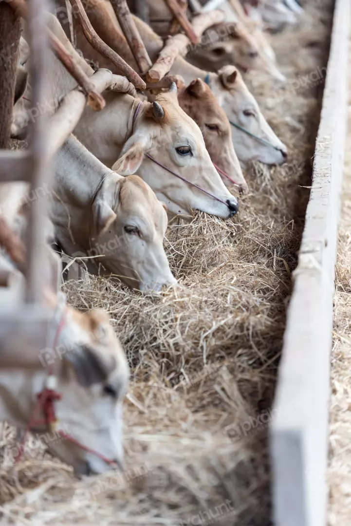 Free Premium Stock Photos A group of cows eating hay in a barn and cows are standing in a row with their heads facing the hay