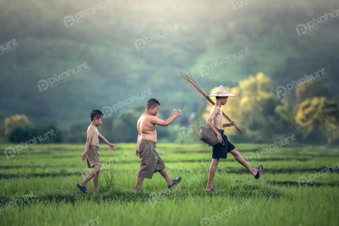 Free Premium Stock Photos Three boys walking in a rice field and walking in a line with the youngest boy in the lead