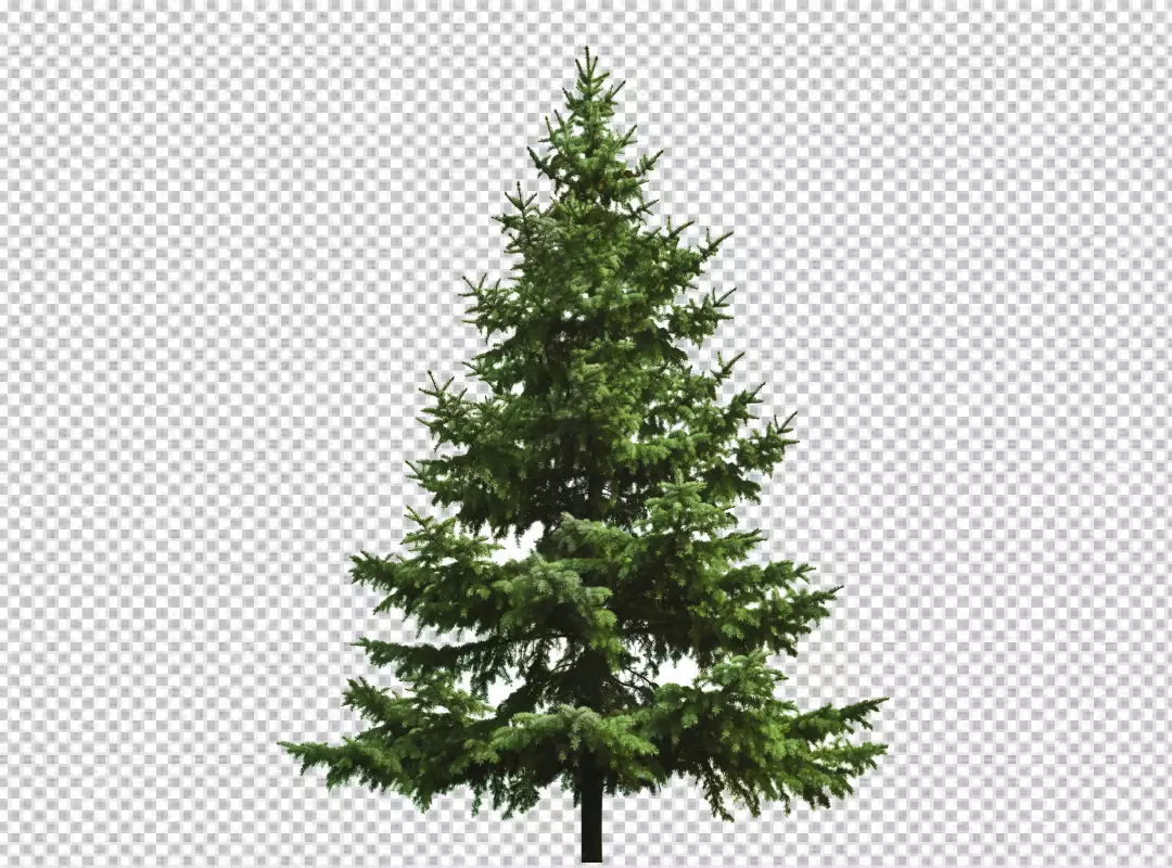 Free Premium PNG Christmas pine with balls and stars PNG