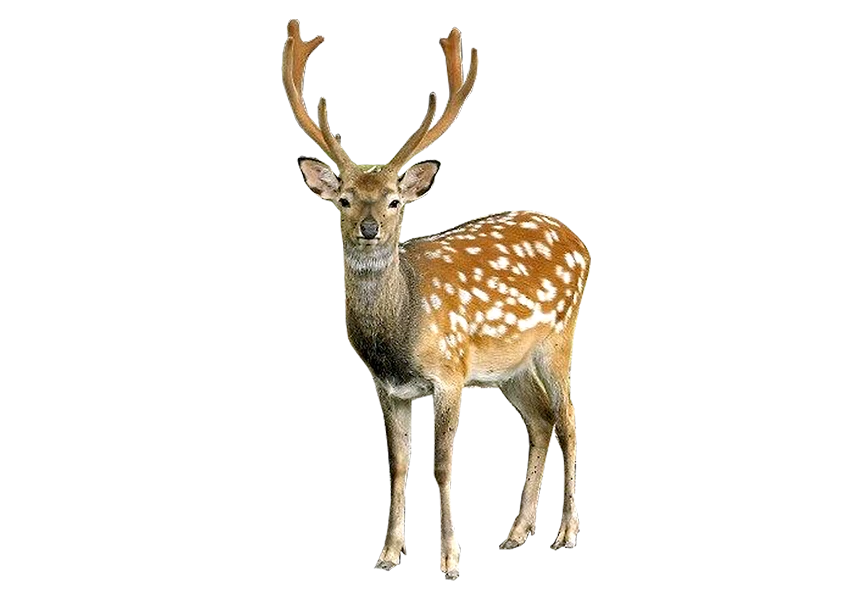 Free Premium PNG Deer looking into Camera