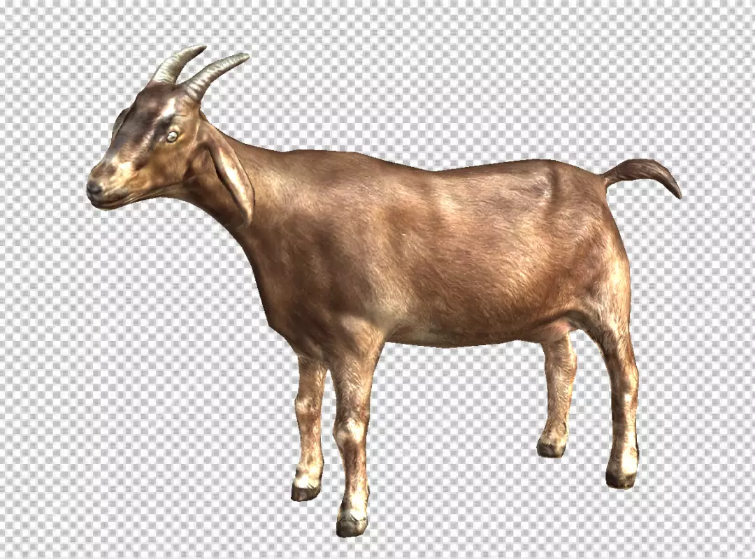 Free Premium PNG Mouflon ram | Goat