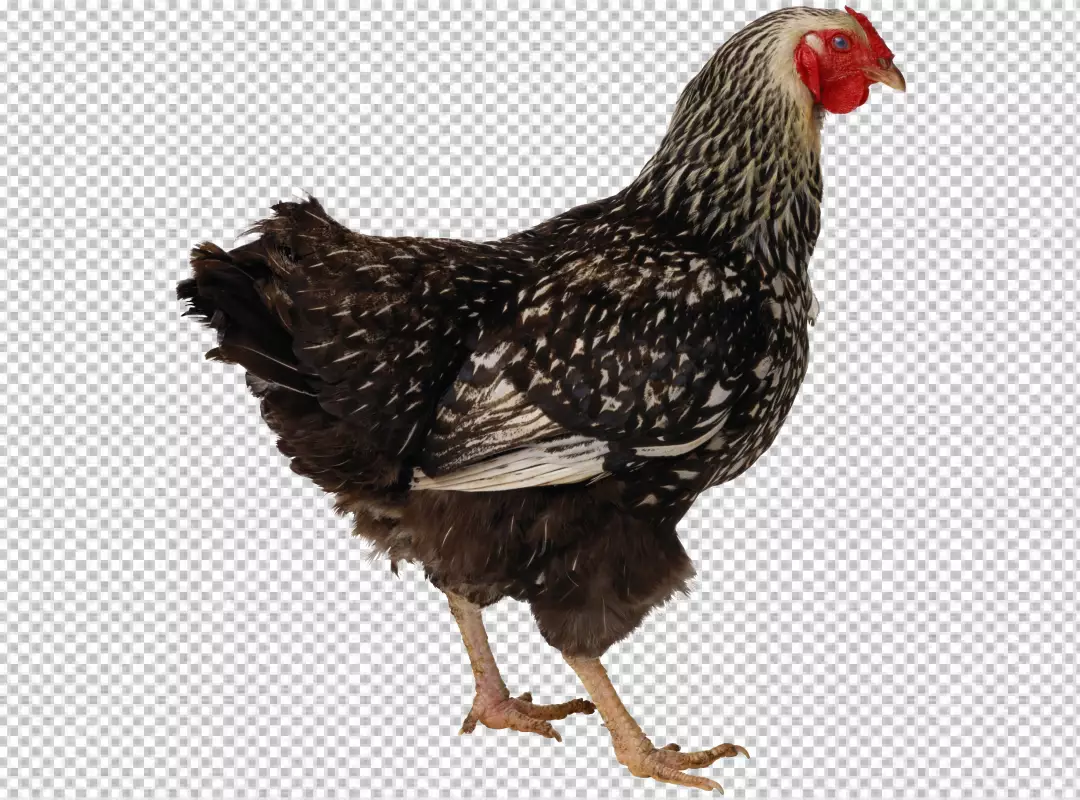 Free Premium PNG Young rooster standing in green meadow crowing