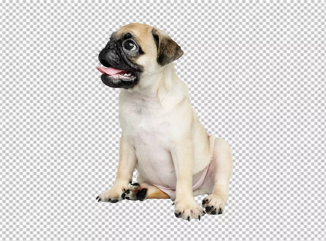 Free Premium PNG Adorable Pug Puppy Solo Portrait PNG Images