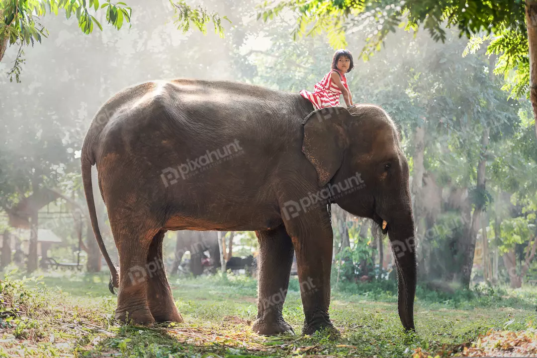 Free Premium Stock Photos A beautiful portrait of a little girl riding an elephant