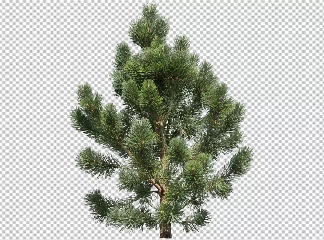 Free Premium PNG Christmas tree isolated on a transparent BG