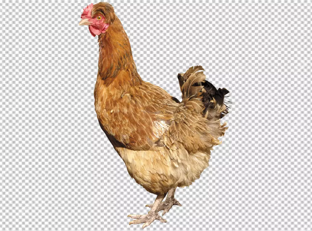 Free Premium PNG Majestic rooster standing looking at camera surrounded by nature PNG