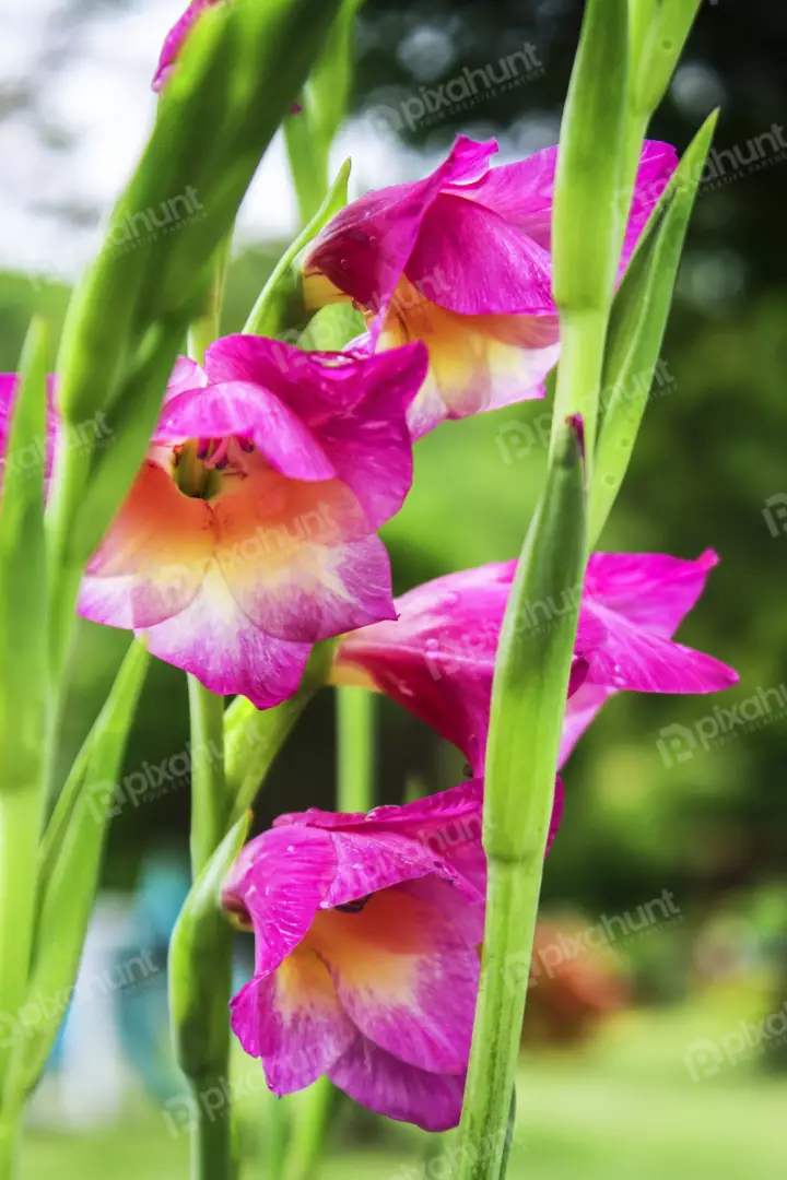 Free Premium Stock Photos A close-up of a flower | The flower is a deep pink color and has three petals. 