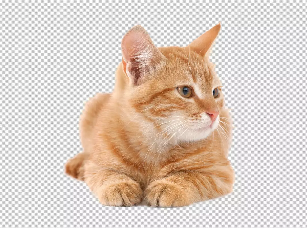 Free Premium PNG Cute Red Kittens download PNG Background Red Kittens, Red Kittens png