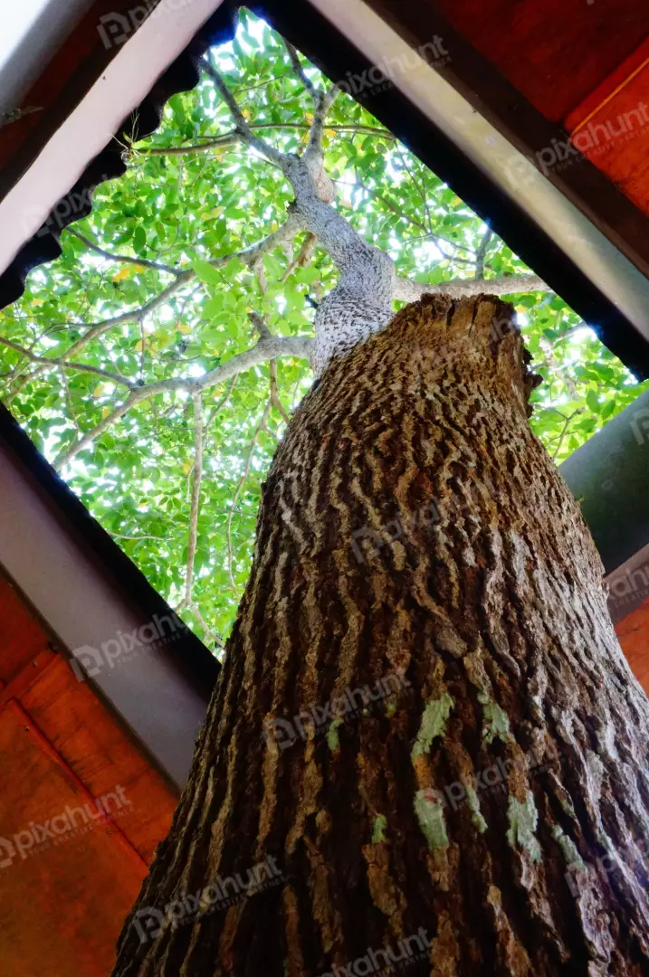 Free Premium Stock Photos The roof has holes for the trees to pop