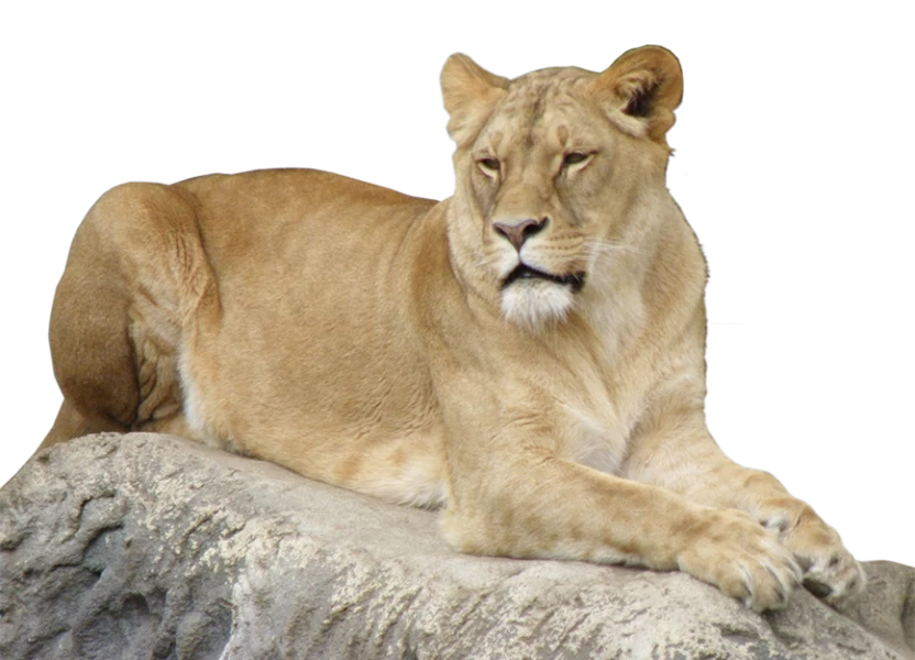 Free Premium PNG A male lion is sitting on the top of the rock in Serengeti nation park,Tanzania