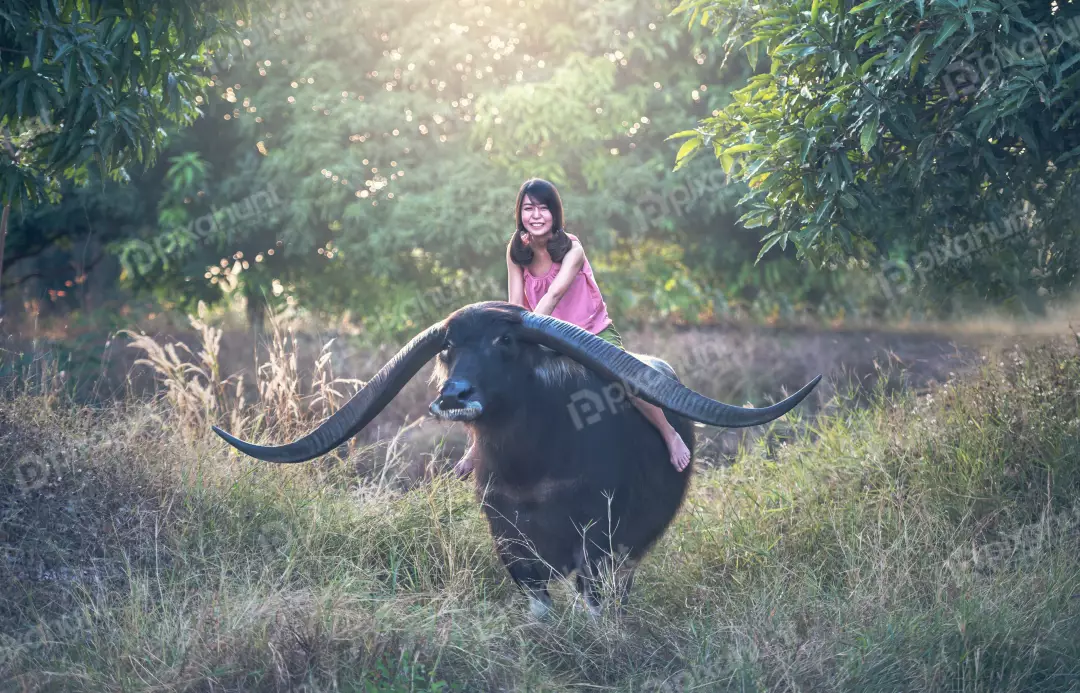 Free Premium Stock Photos A beautiful young woman riding a buffalo