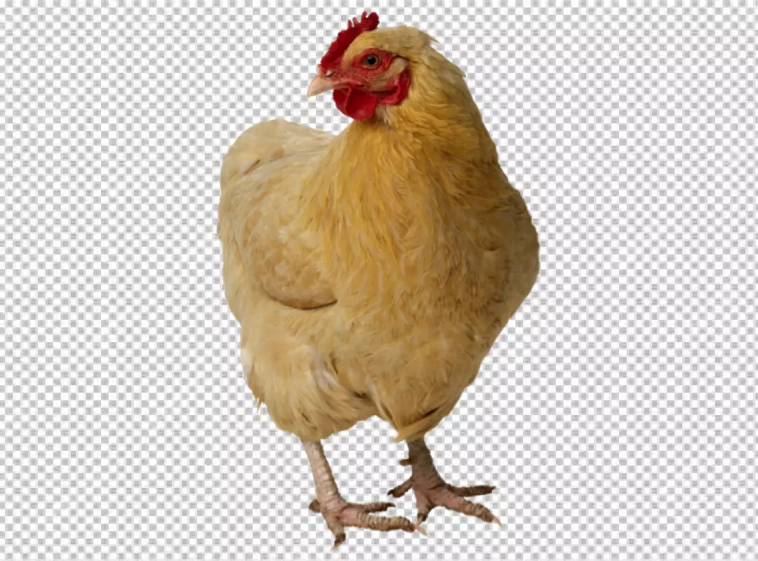 Free Premium PNG Close up on beautiful chicken PNG