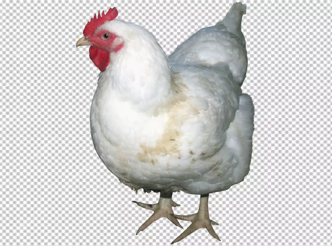 Free Premium PNG Close up on beautiful chicken | transparent background PNG