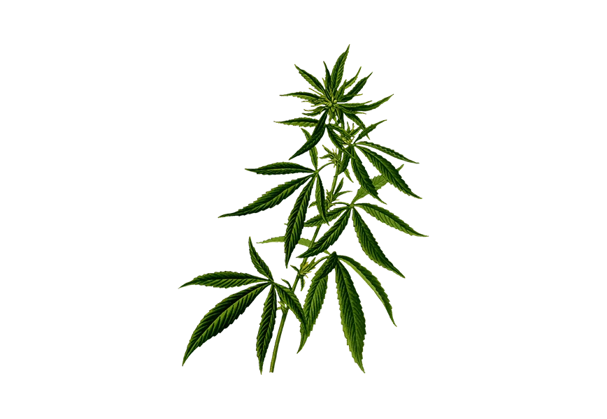 Free Premium PNG cannabis leaf  transparent background