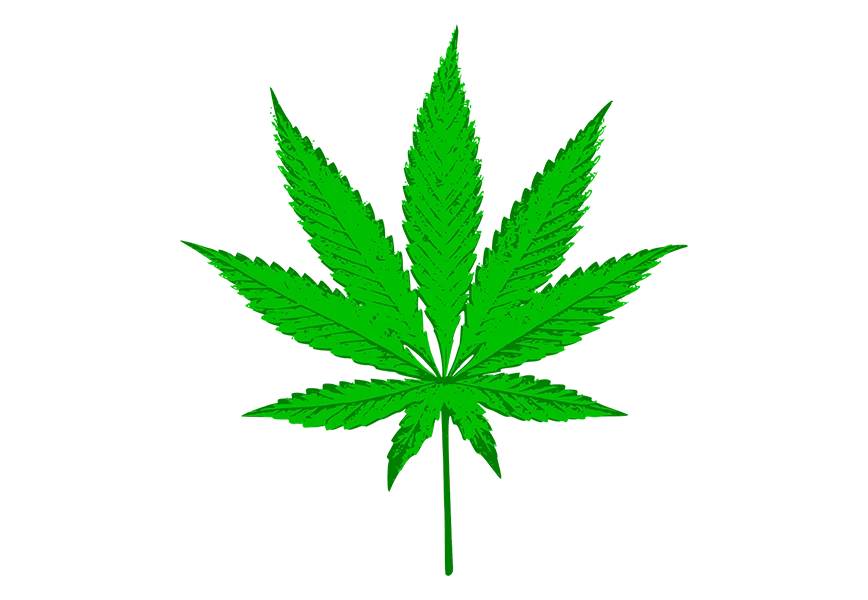 Free Premium PNG Marijuana trees leaves Isolated on transparent background