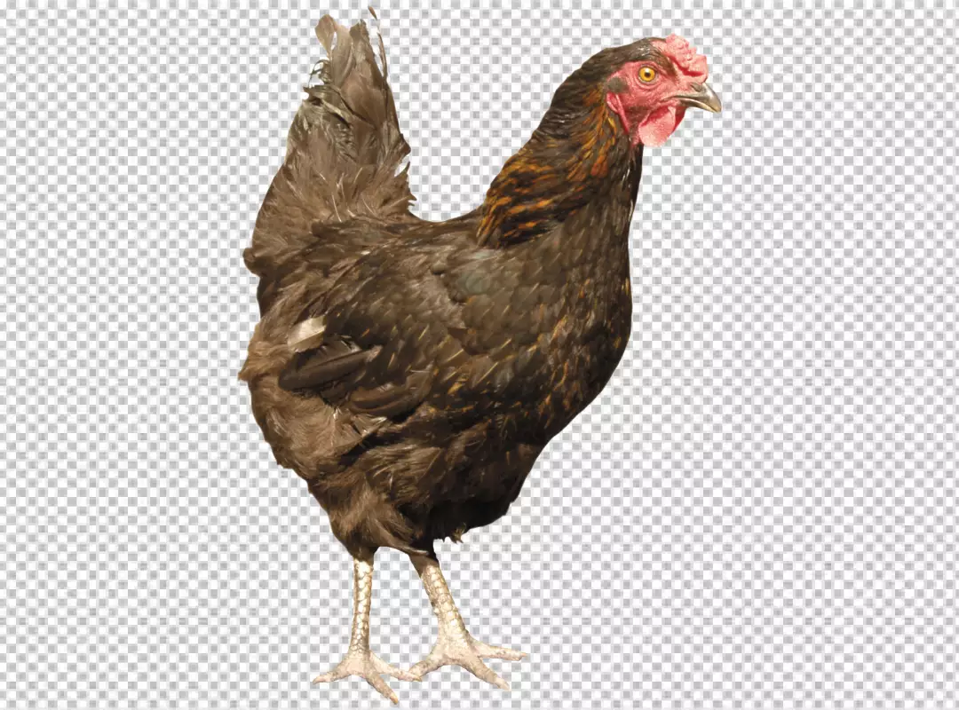 Free Premium PNG Photorealistic view of rooster with beak and feathers 