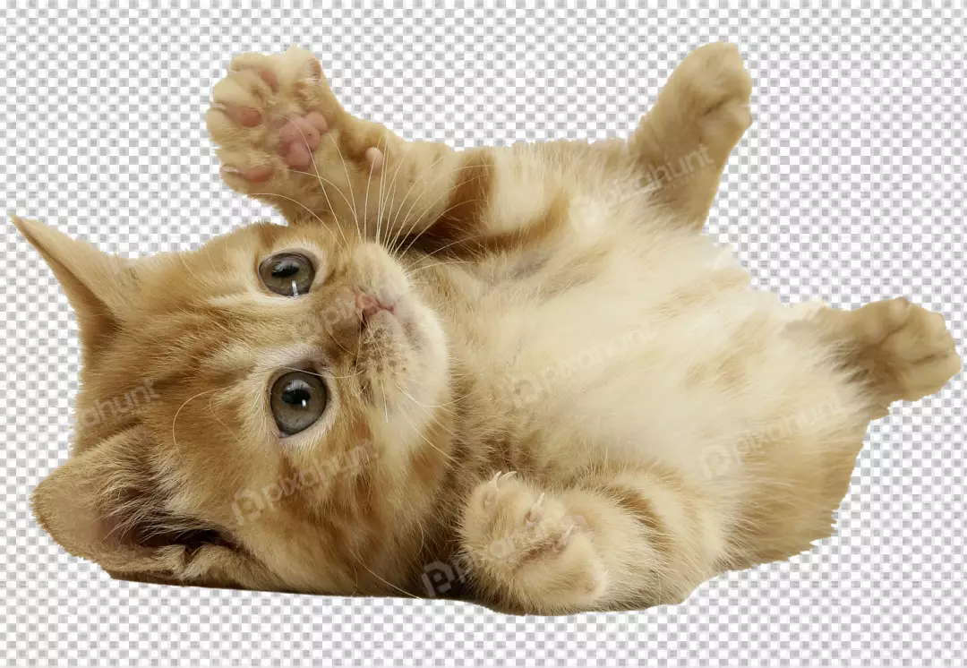 Free Premium PNG cat playing self transparent background 