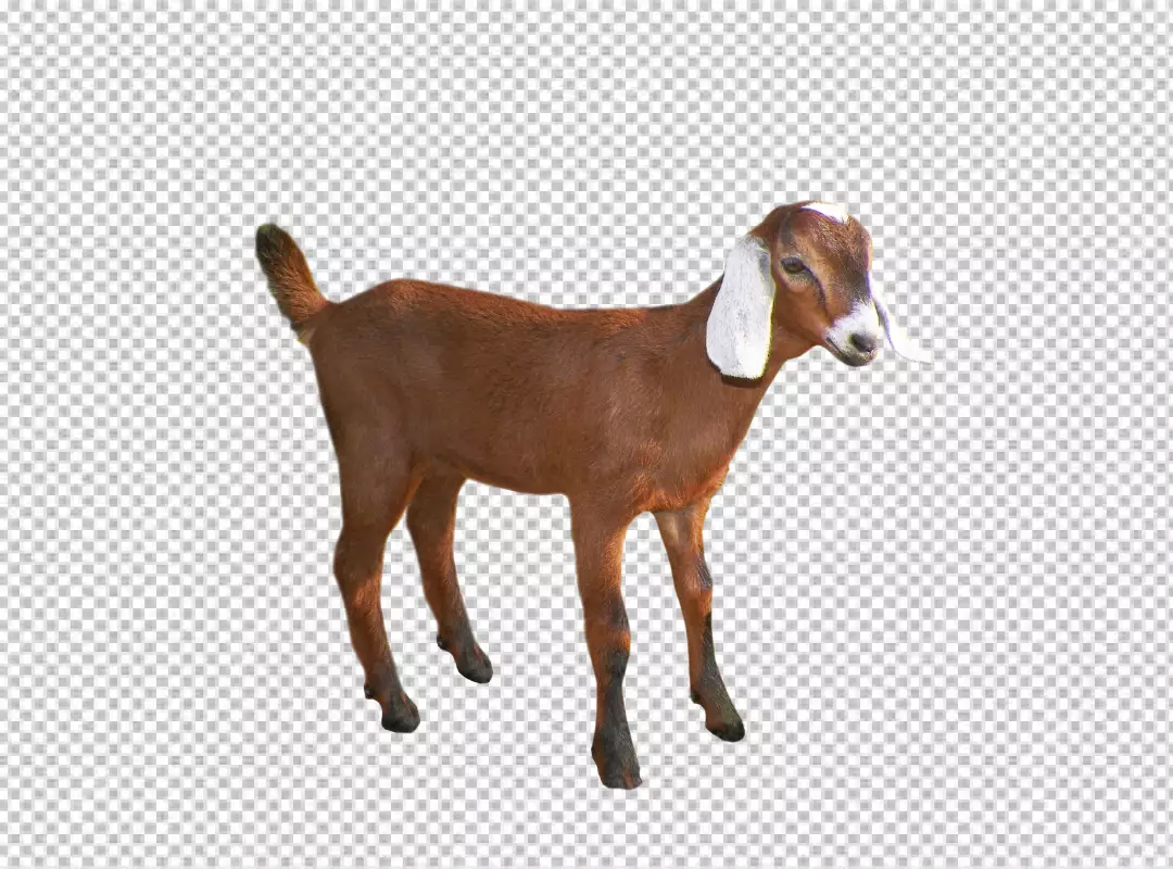 Free Premium PNG Closeup shot of the head of a goat transparent background 