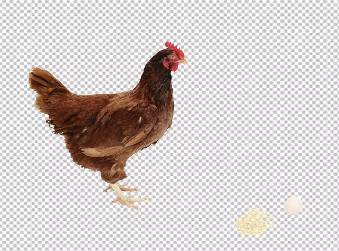 Free Premium PNG Rooster with beak and feathers transparent background PNG