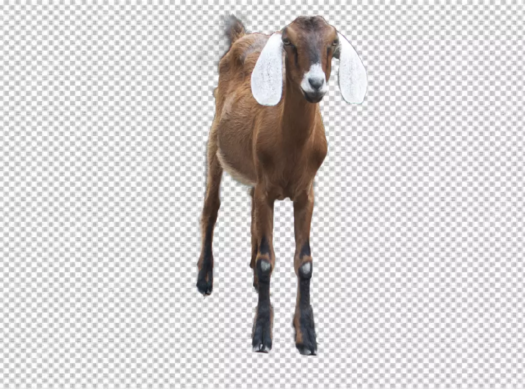 Free Premium PNG Very cute baby goat realistic impressive picture